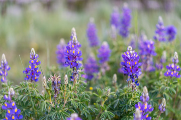 Purple flowers 2