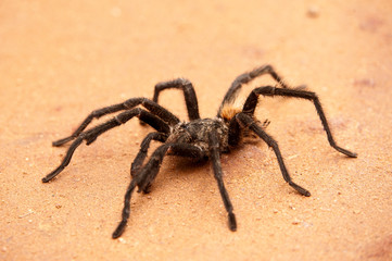 Tarantula photographed in Linhares, Espirito Santo. Southeast of Brazil. Atlantic Forest Biome. Picture made in 2012.
