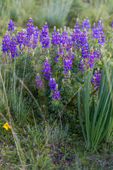 Fototapeta premium Purple flowers 3