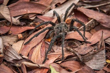 Fototapeta na wymiar Tarantula photographed in Linhares, Espirito Santo. Southeast of Brazil. Atlantic Forest Biome. Picture made in 2012.