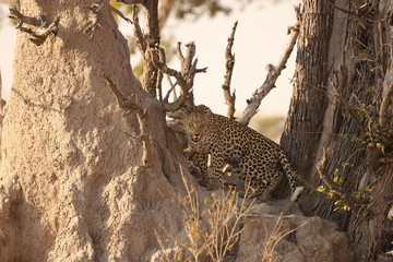 Fototapeta na wymiar Leopard auf einem Baum