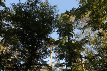 Obraz premium Waldblick