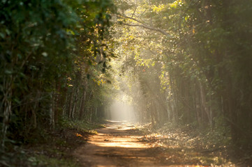 State Highway in Sooretama Reserve  photographed in Linhares, Espirito Santo. Southeast of Brazil. Atlantic Forest Biome. Picture made in 2012.