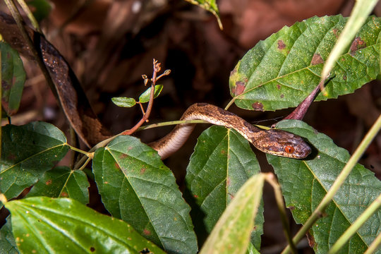 Banded cat eyed snake photographed in Linhares, Espirito Santo. Southeast of Brazil. Atlantic Forest Biome. Picture made in 2012.