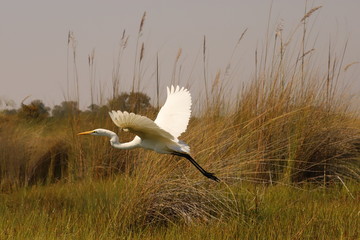 Silberreiher im Flug