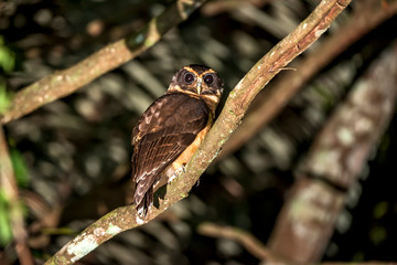 Tawny browed Owl photographed in Linhares, Espirito Santo. Southeast of Brazil. Atlantic Forest Biome. Picture made in 2012.