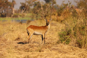 Männliche Schwarzfersenantilope (Impala)