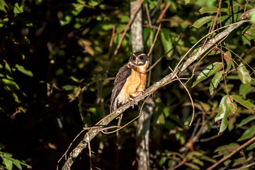 Tawny browed Owl photographed in Linhares, Espirito Santo. Southeast of Brazil. Atlantic Forest Biome. Picture made in 2012.