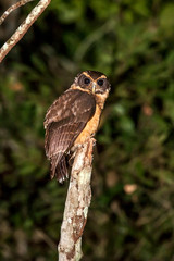 Tawny browed Owl photographed in Linhares, Espirito Santo. Southeast of Brazil. Atlantic Forest Biome. Picture made in 2012.