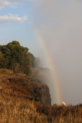 Silberreiher vor Regenbogen