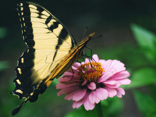 butterfly on flower