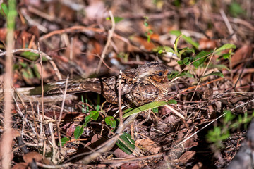 Fototapeta premium Pauraque photographed in Linhares, Espirito Santo. Southeast of Brazil. Atlantic Forest Biome. Picture made in 2012.