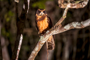 Tawny browed Owl photographed in Linhares, Espirito Santo. Southeast of Brazil. Atlantic Forest Biome. Picture made in 2012.