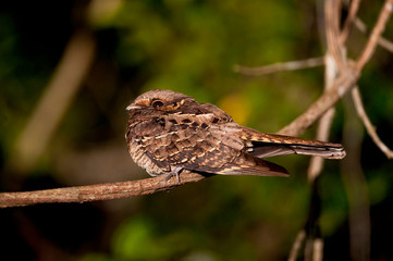 Pauraque photographed in Linhares, Espirito Santo. Southeast of Brazil. Atlantic Forest Biome. Picture made in 2012.