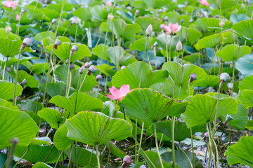 Beautiful lotus flowers with minted in its natural habitat, against the background of its leaves. Medium plan.