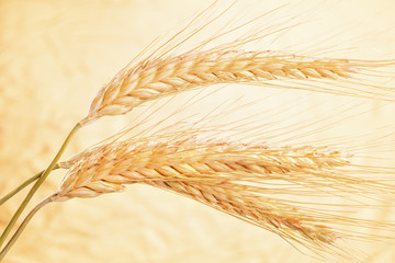 Getreideähren reif vor der Ernte