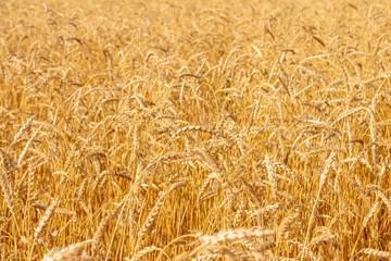 Wheat field close up. Rural landscape. Rich harvest concept
