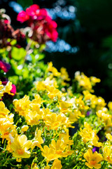 Sommerliches Blumenmeer