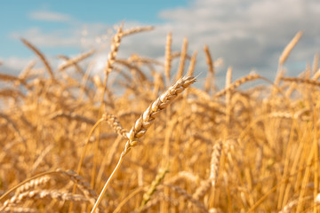 Wheat field close up. Rural landscape. Rich harvest concept