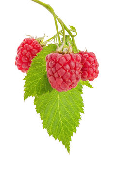 Himbeere reif und Blatt gr&uuml;n Nahaufnahme, Beere h&auml;ngend am Zweig, isoliert