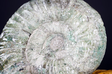 The ammonites are an extinct subgroup of cephalopods.