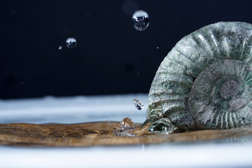 The ammonites are an extinct subgroup of cephalopods.
