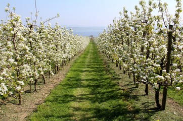 Fototapeta na wymiar Apfelblüte am Bodensee