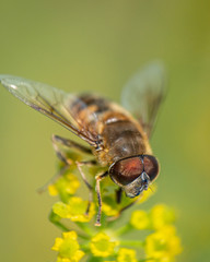 Extreme close up macro photo