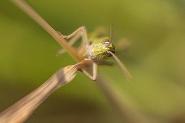 Extreme close up macro photo