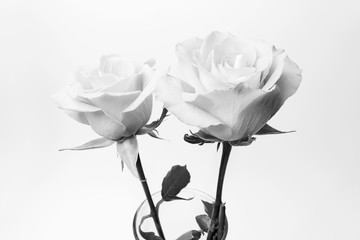 Close-up of beautiful roses, flowers blooming