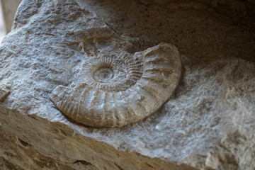 ammonites are an extinct subgroup of cephalopods.
