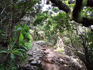 Wald tenerife