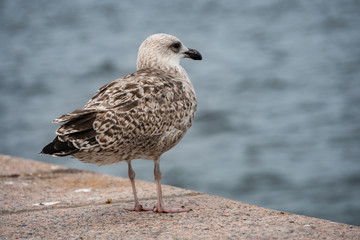seagull on the board of the ocean in Stockholm Sweden