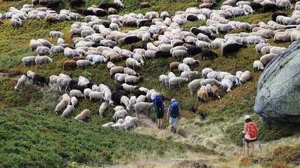 troupeau de brebis du massif central