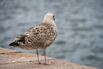 seagull on the board of the ocean in Stockholm Sweden