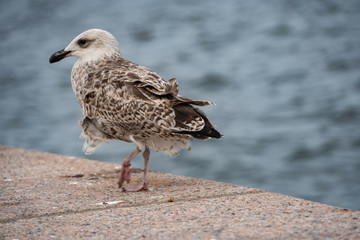 seagull on the board of the ocean in Stockholm Sweden