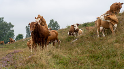 Schwarzwald im Sommer