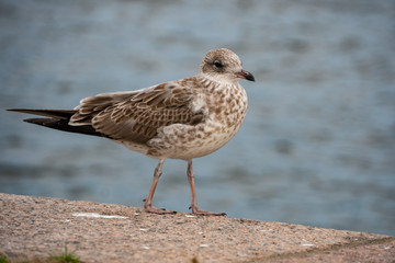 seagull on the board of the ocean in Stockholm Sweden