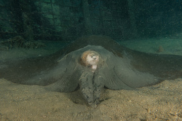 Fototapeta premium Cowtail Stingray On the seabed in the Red Sea