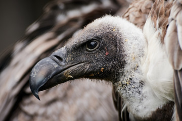 Profile view of White backed vulture (Gyps africanus) with heavy beak facing left. Majestic bird of prey close-up.