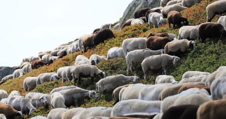 troupeau de brebis du massif central
