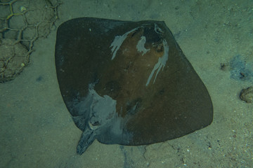 Cowtail Stingray On the seabed  in the Red Sea