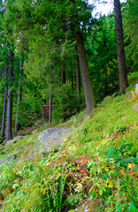 Fototapeta premium Mummelsee im Schwarzwald bei Achern in Baden-Württemberg Deutschland Europa mit Wasser und Wald am Ufer aufgenommen am 2017.09.29