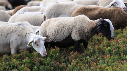 troupeau de brebis du massif central