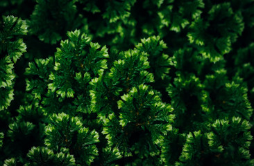Graphic looks of green leaves