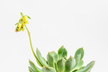Round fresh succulent plant with blurred yellow flower in a black pot isolated on white, side view