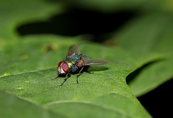 Insekten, Fliegen Mücken auf einer Pflanze