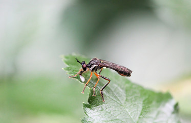 Insekten, Fliegen Mücken auf einer Pflanze