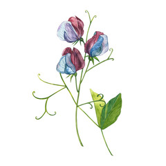 Watercolor set of Sweet Peas flowers and leaves, hand drawn floral illustration isolated on a white background. Collection garden and wild herb, flowers, branches. Botanical art.