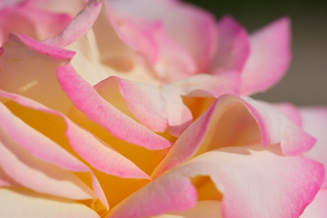 Fototapeta na wymiar Pink rose petals